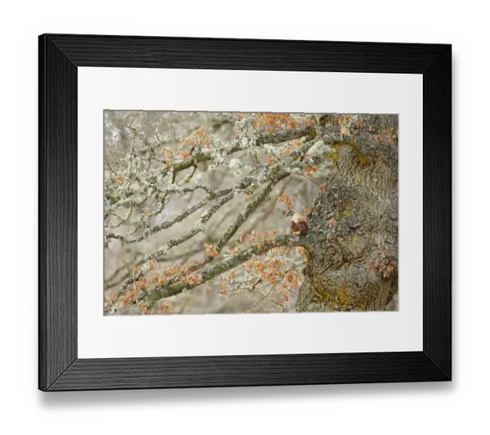 Framed Print : Red squirrel (Sciurus vulgaris) sitting on an old giant gnarled Oak tree. Highlands