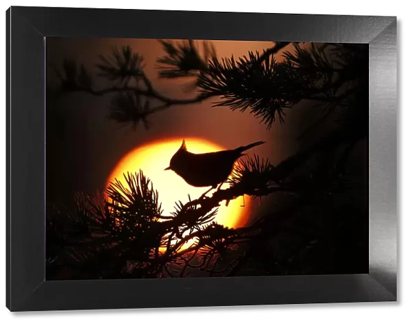 Crested tit (Lophophanes cristatus) at sunset silhouetted against setting sun