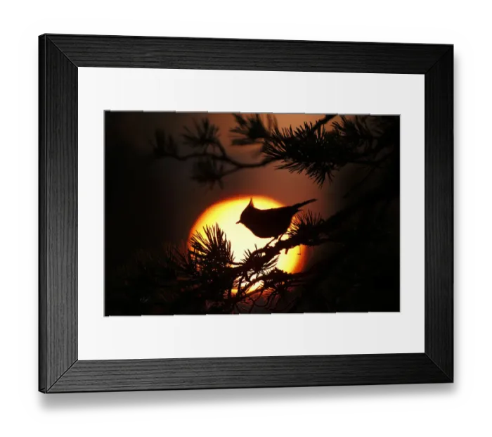 Framed Print : Crested tit (Lophophanes cristatus) at sunset silhouetted against setting sun Framed Print : Crested tit (Lophophanes cristatus) at sunset silhouetted against setting sun