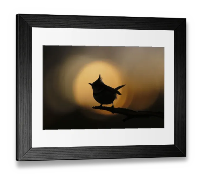Framed Print : Crested tit (Lophophanes cristatus) silhouetted against sunset bokeh. Cairngorms National Park Framed Print : Crested tit (Lophophanes cristatus) silhouetted against sunset bokeh. Cairngorms National Park