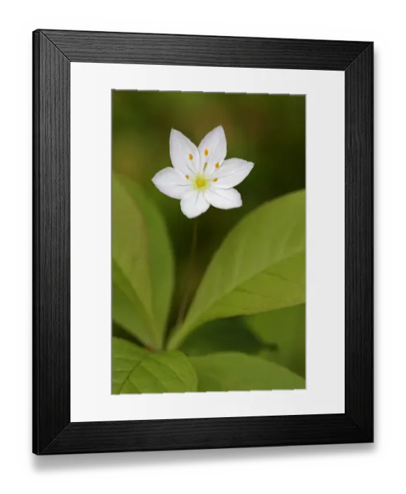 Framed Print : Chickweed wintergreen ( Trientalis europaea) flower, Cairngorms National Park, Scotland Framed Print : Chickweed wintergreen ( Trientalis europaea) flower, Cairngorms National Park, Scotland