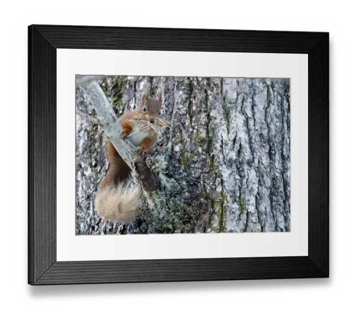 Framed Print : Red squirrel (Sciurus vulgaris) with stripped bark for bedding material for drey Framed Print : Red squirrel (Sciurus vulgaris) with stripped bark for bedding material for drey