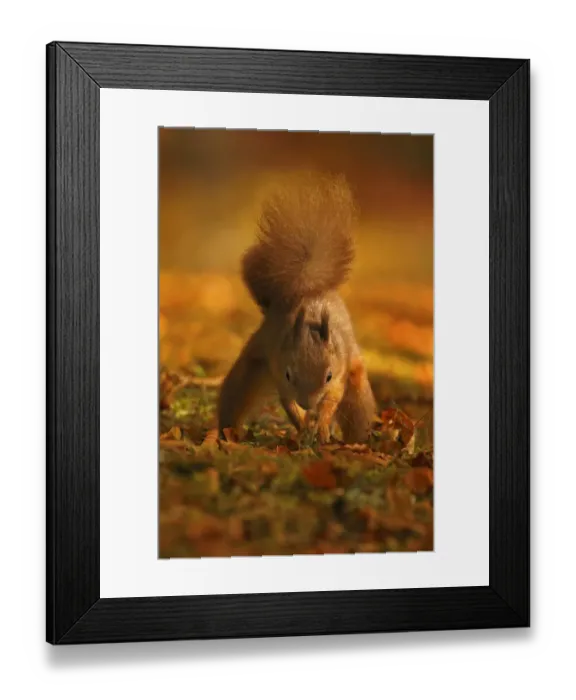 Framed Print : Red Squirrel (Sciurus vulgaris) burying food, Highlands, Scotland, UK, October Framed Print : Red Squirrel (Sciurus vulgaris) burying food, Highlands, Scotland, UK, October