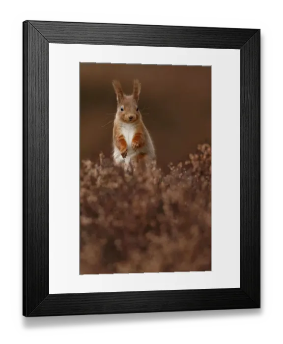 Framed Print : Red Squirrel (Sciurus vulgaris) standing alert amongst heather, Cairngorms National Park Framed Print : Red Squirrel (Sciurus vulgaris) standing alert amongst heather, Cairngorms National Park