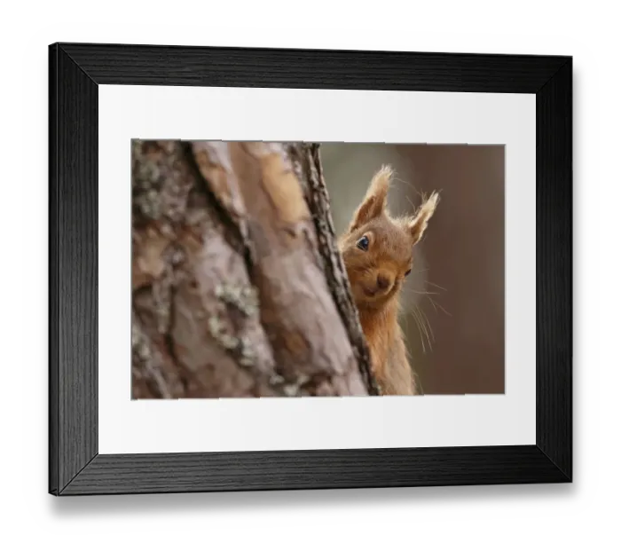 Framed Print : Red squirrel (Sciurus vulgaris) peering round pine tree, Cairngorms National Park Framed Print : Red squirrel (Sciurus vulgaris) peering round pine tree, Cairngorms National Park
