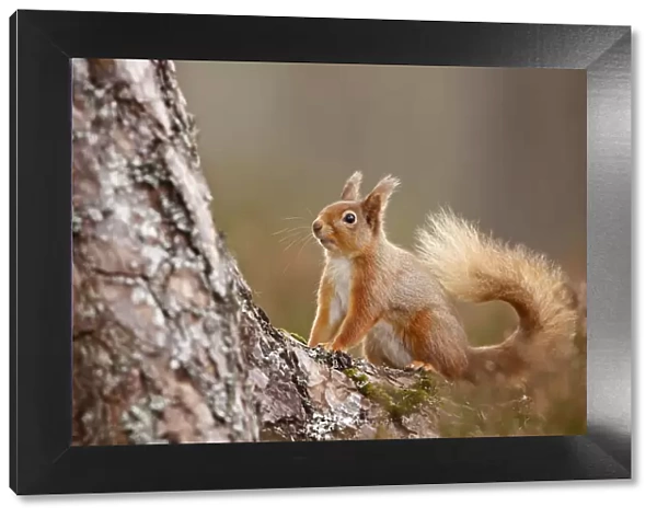 Red Squirrel (Sciurus vulgaris) in Scots pine forest, Cairngorms National Park, Highlands