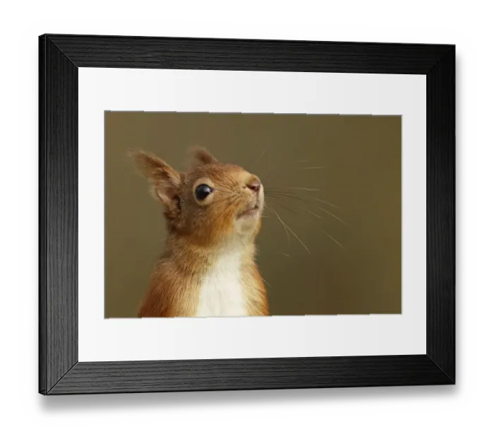 Framed Print : Red Squirrel (Sciurus vulgaris) close-up portrait of red squirrel sniffing