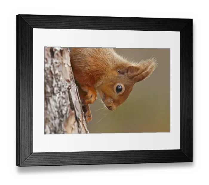 Framed Print : Red squirrel (Sciurus vulgaris) close-up climbing down tree, Cairngorms National Park Framed Print : Red squirrel (Sciurus vulgaris) close-up climbing down tree, Cairngorms National Park