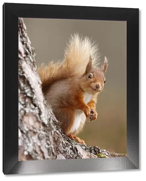 Red squirrel (Sciurus vulgaris) portrait, Highlands, Scotland, UK, April