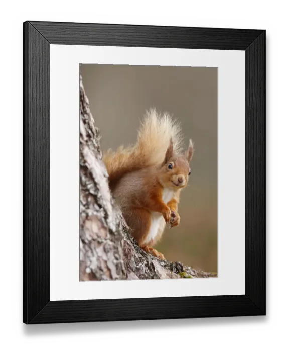 Framed Print : Red squirrel (Sciurus vulgaris) portrait, Highlands, Scotland, UK, April Framed Print : Red squirrel (Sciurus vulgaris) portrait, Highlands, Scotland, UK, April