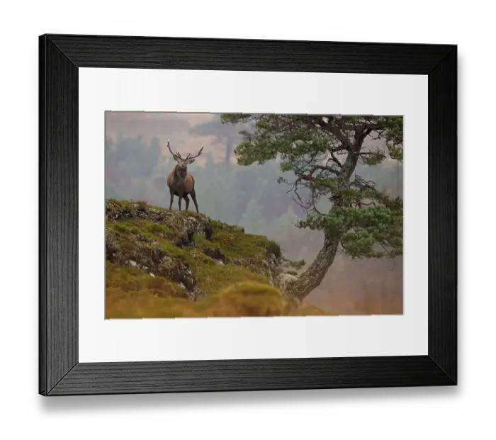 Framed Print : Red deer stag (Cervus elaphus) in rugged habitat standing next to old gnarled Scots pine tree Framed Print : Red deer stag (Cervus elaphus) in rugged habitat standing next to old gnarled Scots pine tree