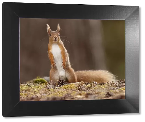 Red Squirrel (Sciurus vulgaris) male standing alert, Cairngorms National Park, Highlands
