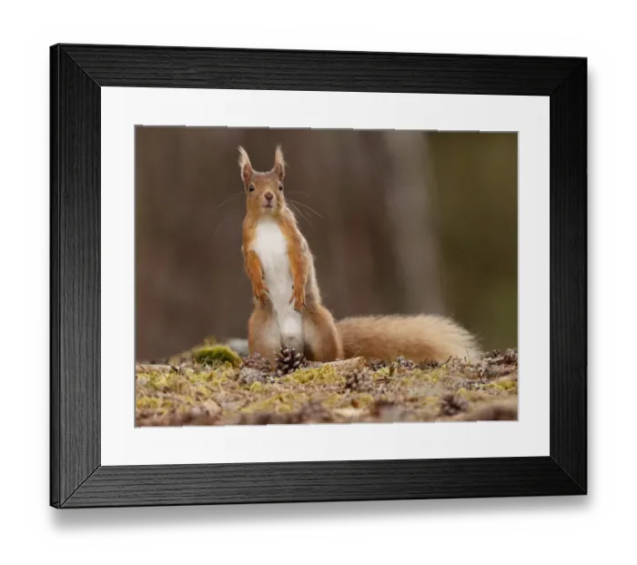 Framed Print : Red Squirrel (Sciurus vulgaris) male standing alert, Cairngorms National Park, Highlands Framed Print : Red Squirrel (Sciurus vulgaris) male standing alert, Cairngorms National Park, Highlands