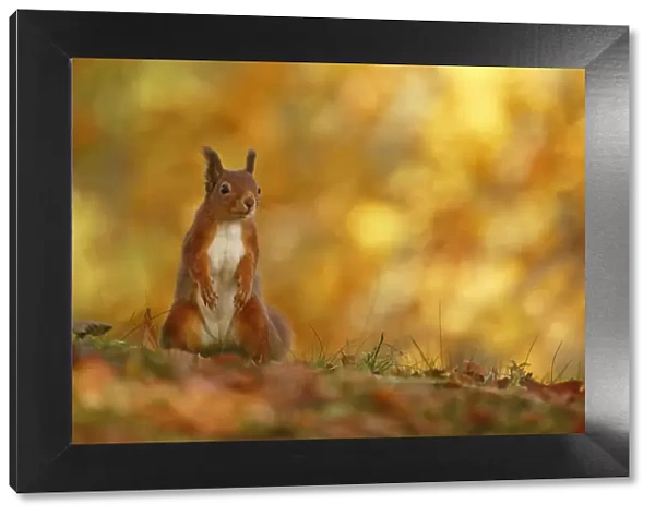 Red squirrel (Sciurus vulgaris) on forest floor with autumn leaves Highlands, Scotland