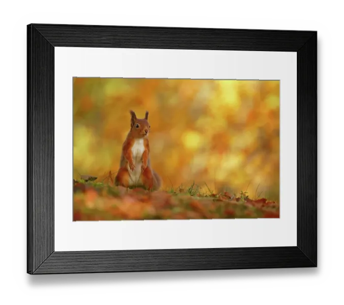 Framed Print : Red squirrel (Sciurus vulgaris) on forest floor with autumn leaves Highlands, Scotland, UK, October Framed Print : Red squirrel (Sciurus vulgaris) on forest floor with autumn leaves Highlands, Scotland, UK, October