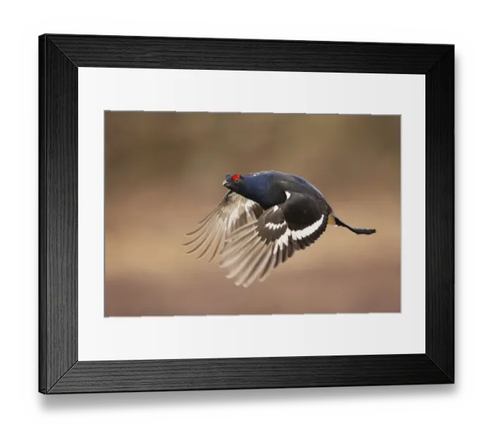 Framed Print : Black grouse (Tetrao tetrix) male in flight, Cairngorms National Park, Scotland, UK Framed Print : Black grouse (Tetrao tetrix) male in flight, Cairngorms National Park, Scotland, UK