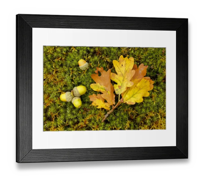 Framed Print : Sessile Oak (Quercus petraea) fallen oak leaf and acorns on moss, Highlands, Scotland, October Framed Print : Sessile Oak (Quercus petraea) fallen oak leaf and acorns on moss, Highlands, Scotland, October
