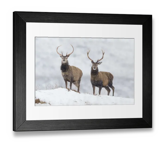 Framed Print : Red deer (Cervus elaphus) stags on snowy ridge, Scotland, UK, February Framed Print : Red deer (Cervus elaphus) stags on snowy ridge, Scotland, UK, February
