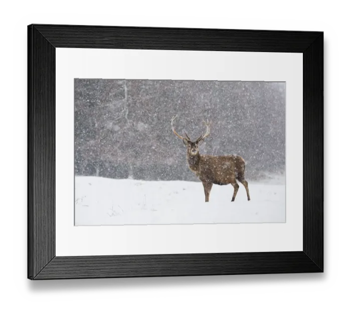 Framed Print : Red deer (Cervus elaphus) stag in heavy snow, Scotland, UK, February Framed Print : Red deer (Cervus elaphus) stag in heavy snow, Scotland, UK, February