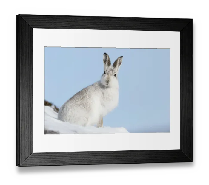 Framed Print : Mountain hare (Lepus timidus) in white winter coat, Scotland, UK, February Framed Print : Mountain hare (Lepus timidus) in white winter coat, Scotland, UK, February