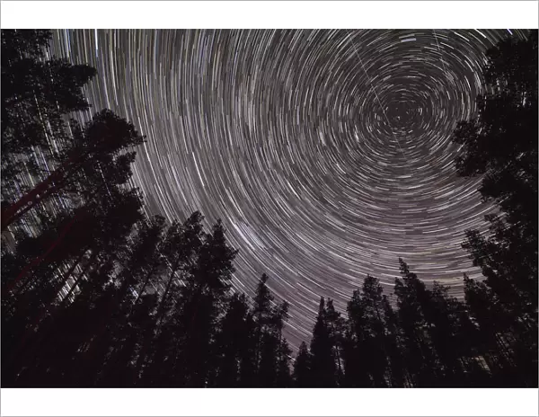 Star trails above Scots pine (Pinus sylvestris) woodland, Glenfeshie, Cairngorms National Park