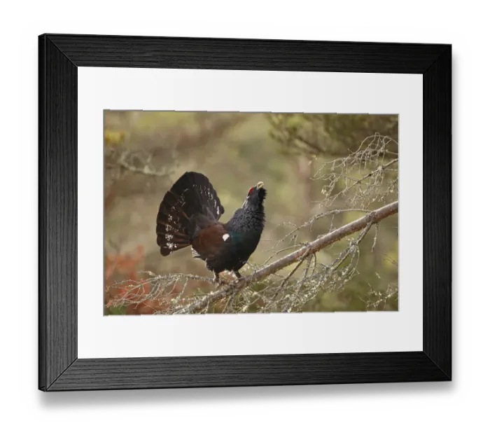 Framed Print : Capercailie (Tetrao urogallus) male displaying from branch of Scots pine tree Framed Print : Capercailie (Tetrao urogallus) male displaying from branch of Scots pine tree