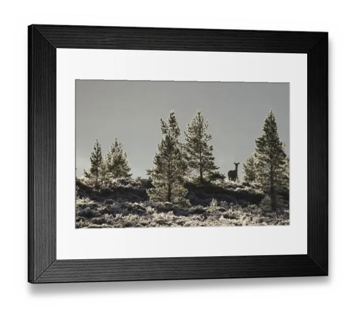 Framed Print : Red deer (Cervus elaphus) hind in frost covered pine forest, Cairngorms National Park Framed Print : Red deer (Cervus elaphus) hind in frost covered pine forest, Cairngorms National Park