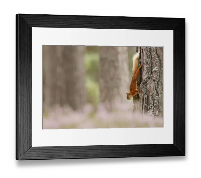 Framed Print : Red squirrel (Sciurus vulgaris) climbing down Scots pine tree, with heather in bloom Framed Print : Red squirrel (Sciurus vulgaris) climbing down Scots pine tree, with heather in bloom