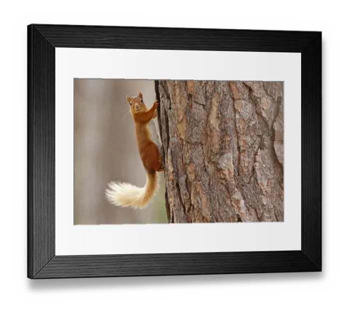 Framed Print : Red squirrel (Sciurus vulgaris) in summer coat on Scots pine tree trunk, Highlands Framed Print : Red squirrel (Sciurus vulgaris) in summer coat on Scots pine tree trunk, Highlands