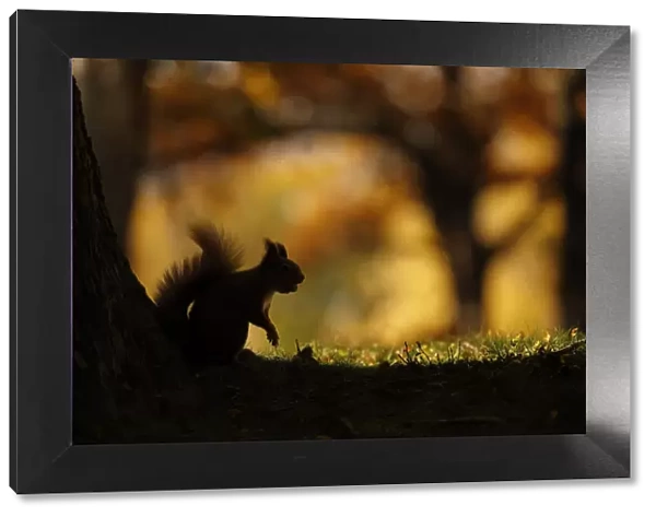 Red squirrel (Sciurus vulgaris) silhouetted against autumnal woodland, Highlands, Scotland