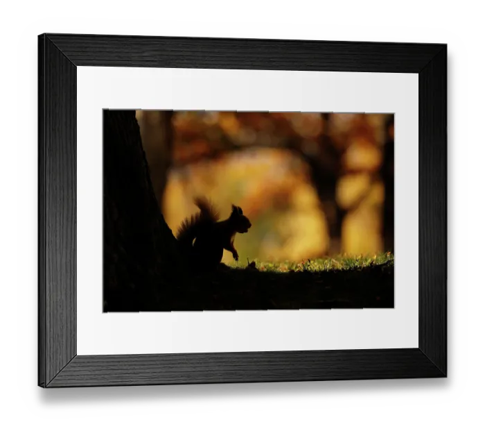 Framed Print : Red squirrel (Sciurus vulgaris) silhouetted against autumnal woodland, Highlands, Scotland, UK, October Framed Print : Red squirrel (Sciurus vulgaris) silhouetted against autumnal woodland, Highlands, Scotland, UK, October