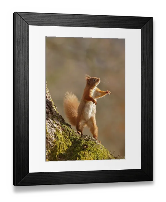 Framed Print : Red Squirrel (Sciurus vulgaris) reaching up and standing on hind legs. Cairngorms National Park Framed Print : Red Squirrel (Sciurus vulgaris) reaching up and standing on hind legs. Cairngorms National Park