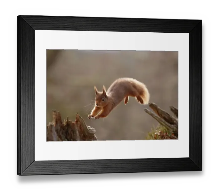 Framed Print : Red Squirrel (sciurus vulgaris) leaping between tree stumps, backlit in morning light Framed Print : Red Squirrel (sciurus vulgaris) leaping between tree stumps, backlit in morning light