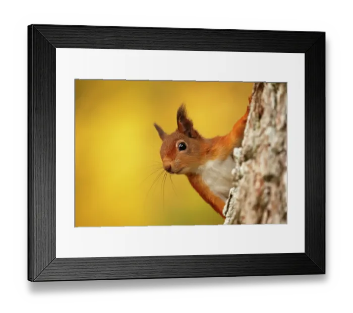 Framed Print : Red squirrel (Sciurus vulgaris) with autumn colours, Cairngorms National Park, Highlands, Scotland, UK. October Framed Print : Red squirrel (Sciurus vulgaris) with autumn colours, Cairngorms National Park, Highlands, Scotland, UK. October