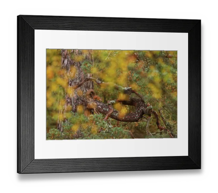 Framed Print : Red squirrel (Sciurus vulgaris) on old pine tree, looking through autumn birch foliage, Scotland, UK, October