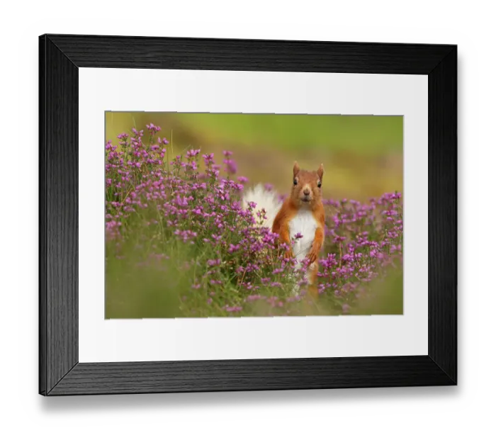 Framed Print : Red squirrel (Sciurus vulgaris) amongst Bell heather (Erica cinerea) Cairngorms National Park, Highlands, Scotland, August