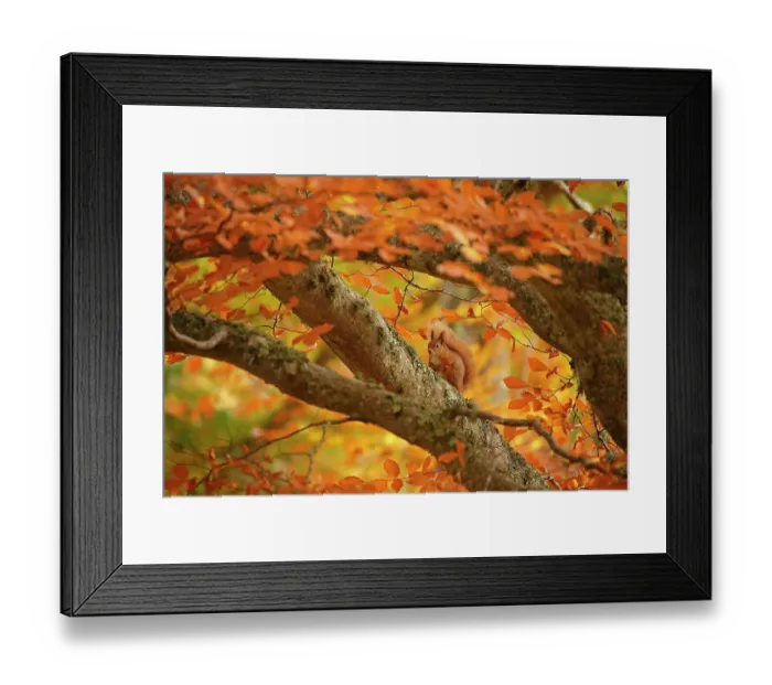 Framed Print : Red squirrel (Sciurus vulgaris) on branch in autumnal forest, Cairngorms National Park, Highlands, Scotland, UK, October Framed Print : Red squirrel (Sciurus vulgaris) on branch in autumnal forest, Cairngorms National Park, Highlands, Scotland, UK, October