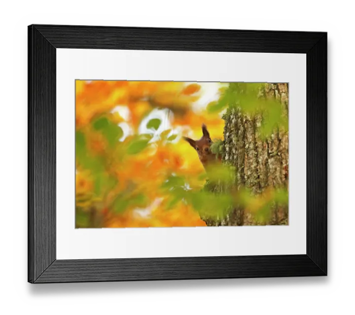 Framed Print : Red squirrel (Sciurus vulgaris) climbing tree trunk with autumn leaves, Highlands, Scotland, October 2015 Framed Print : Red squirrel (Sciurus vulgaris) climbing tree trunk with autumn leaves, Highlands, Scotland, October 2015