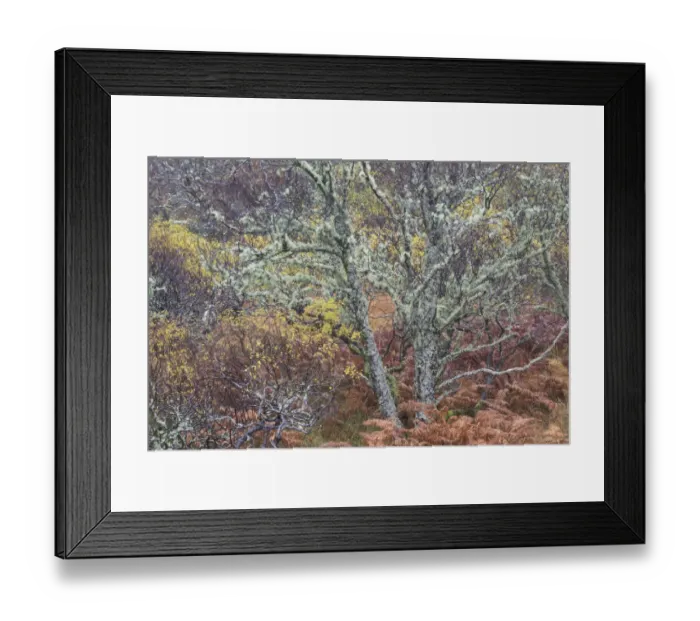 Framed Print : Mixed woodland in late autumn, Drumbeg, Sutherland. Scotland, UK, November Framed Print : Mixed woodland in late autumn, Drumbeg, Sutherland. Scotland, UK, November