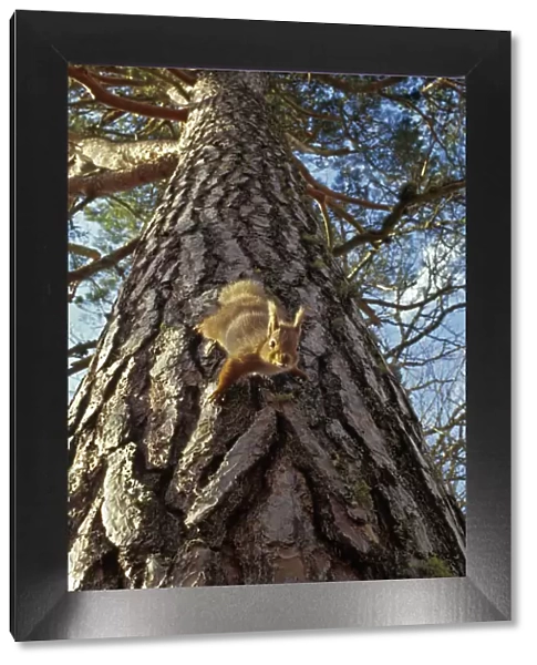 Red Squirrel (Sciurus vulgaris) climbing down pine tree, in the Cairngorms National Park