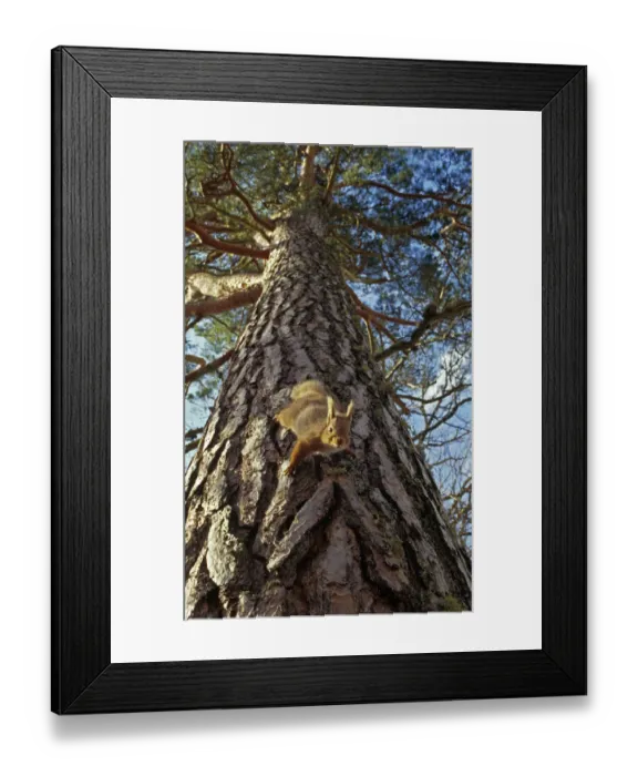 Framed Print : Red Squirrel (Sciurus vulgaris) climbing down pine tree, in the Cairngorms National Park Framed Print : Red Squirrel (Sciurus vulgaris) climbing down pine tree, in the Cairngorms National Park