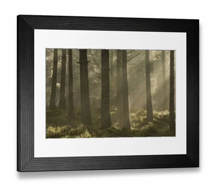 Framed Print : Scots pine (Pinus sylvestris) forest with sun filtering through mist, Alvie Estate Framed Print : Scots pine (Pinus sylvestris) forest with sun filtering through mist, Alvie Estate