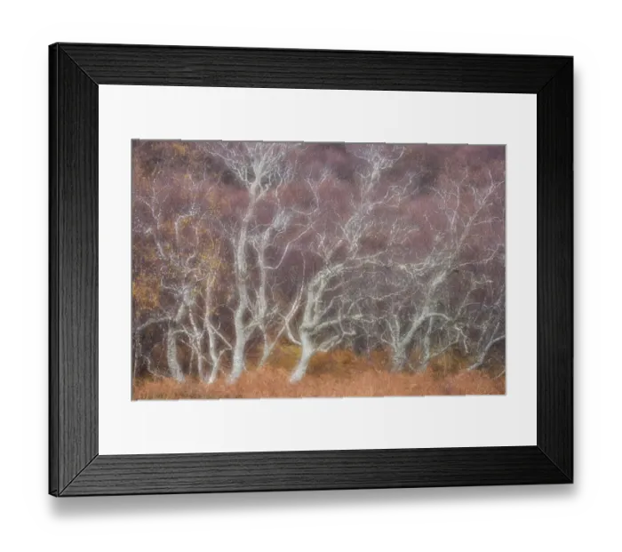 Framed Print : Birch trees in autumn, Kyle of Tongue, Sutherland, Scotland, UK, June 2017 Framed Print : Birch trees in autumn, Kyle of Tongue, Sutherland, Scotland, UK, June 2017