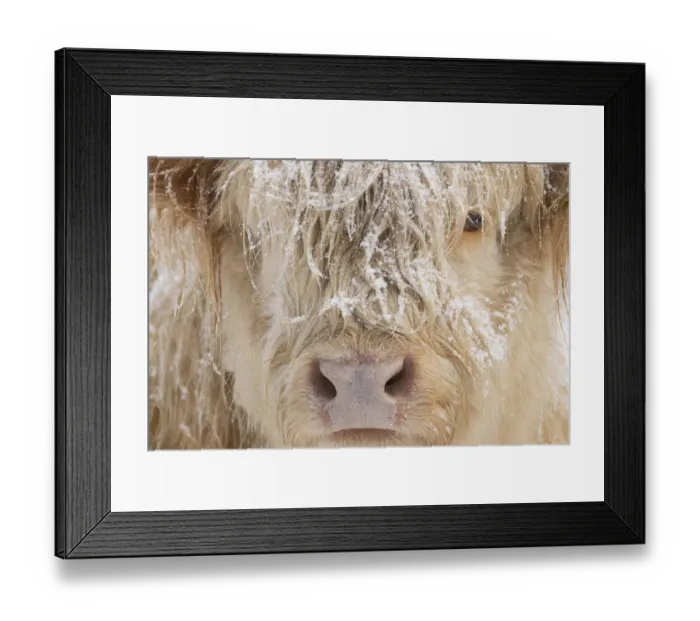 Framed Print : Highland cow, close up of head, Glenfeshie, Cairngorms National Park, Scotland, UK Framed Print : Highland cow, close up of head, Glenfeshie, Cairngorms National Park, Scotland, UK