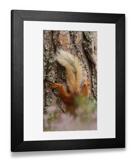 Framed Print : Red squirrel (Sciurus vulgaris) tail in summer seen against bark of large pine tree Framed Print : Red squirrel (Sciurus vulgaris) tail in summer seen against bark of large pine tree