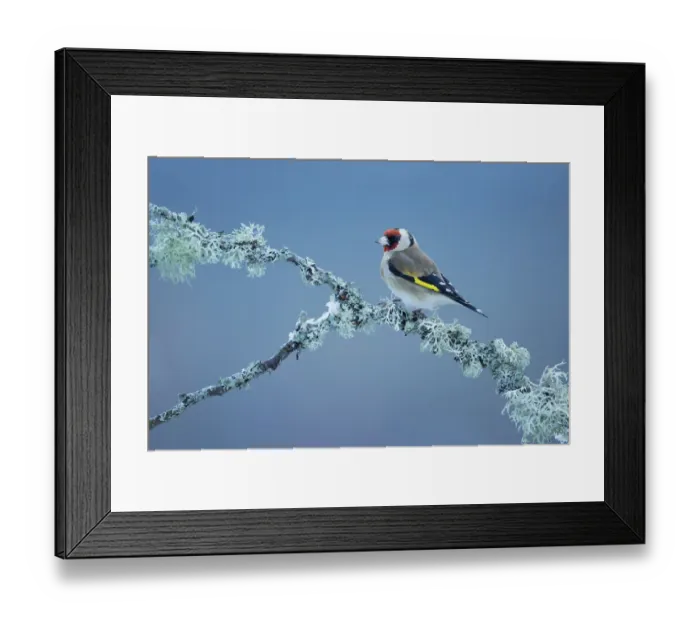 Framed Print : Goldfinch (Carduelis carduelis) perching on lichen covered branch, Glenfeshie, Scotland Framed Print : Goldfinch (Carduelis carduelis) perching on lichen covered branch, Glenfeshie, Scotland