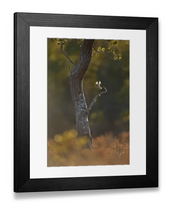 Framed Print : Crested tit (Lophophanes cristatus) taking flight from pine tree in the Cairngorms National Park Framed Print : Crested tit (Lophophanes cristatus) taking flight from pine tree in the Cairngorms National Park