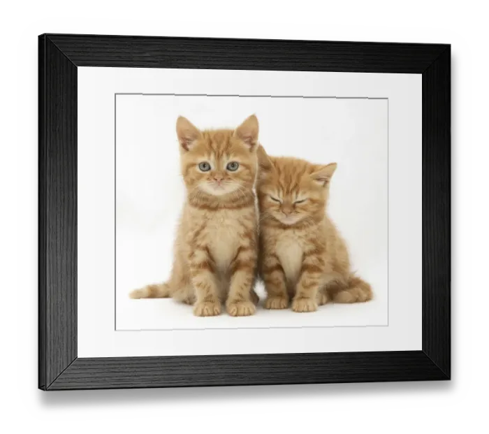 Framed Print : Two ginger domestic kittens (Felis catus)