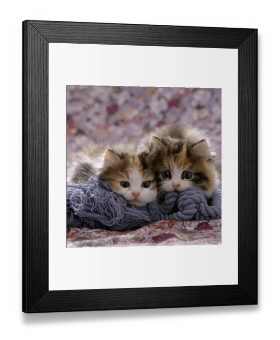 Framed Print : Domestic Cat kittens {Felis catus} 8-weeks, Tortoiseshell-and-white sisters Framed Print : Domestic Cat kittens {Felis catus} 8-weeks, Tortoiseshell-and-white sisters