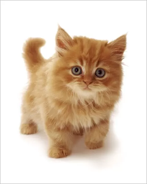 Ginger Domestic cat kitten {Felis catus} UK